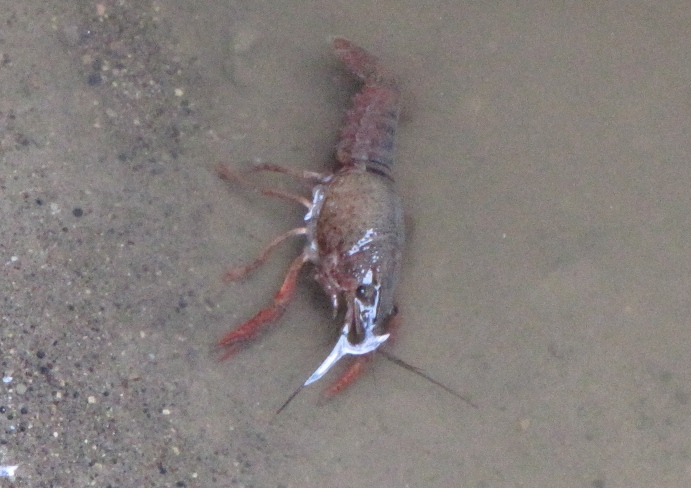 Procambarus clarkii (gambero della louisiana) detto killer